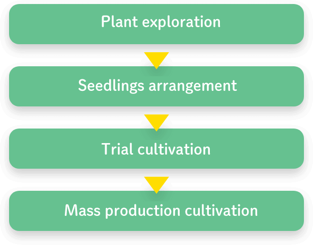 Flow of contract cultivation